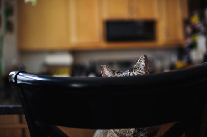 bhcats__0002.jpg