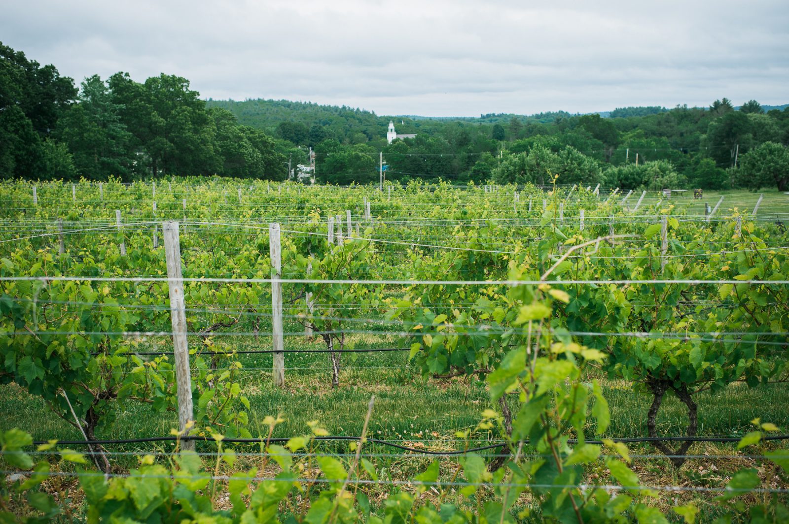 Nashoba Valley Winery Fat Orange Cat Studio